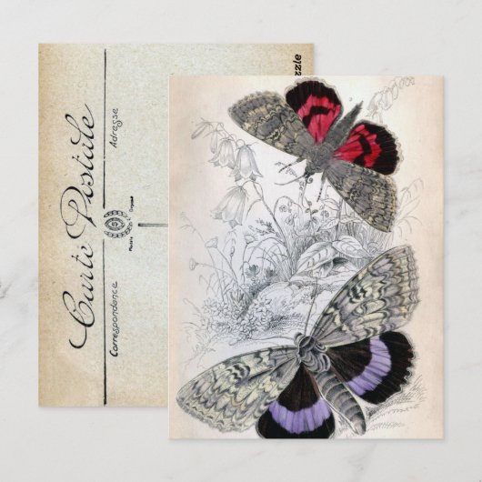  Franse vlinderschildering - Postkaart (Voorkant / Achterkant)