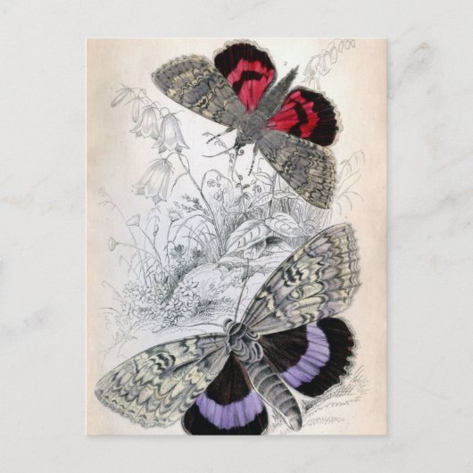  Franse vlinderschildering - Postkaart (Voorkant)
