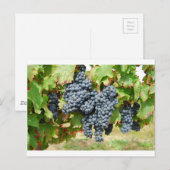 Franse wijndruiven briefkaart (Voorkant / Achterkant)