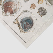 Franse zeeschelp vintage decoupage schelp strand tissuepapier (Detail)