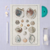 Franse zeeschelp vintage decoupage schelp strand tissuepapier (Craft)