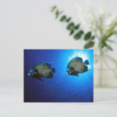 Franstalige Angelfishes Briefkaart (Staand voorkant)