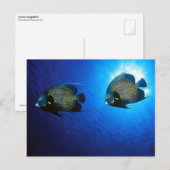 Franstalige Angelfishes Briefkaart (Voorkant / Achterkant)