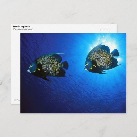Franstalige Angelfishes Briefkaart (Voorkant / Achterkant)