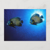 Franstalige Angelfishes Briefkaart (Voorkant)