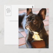 Französisch Bulldog Briefkaart (Voorkant / Achterkant)