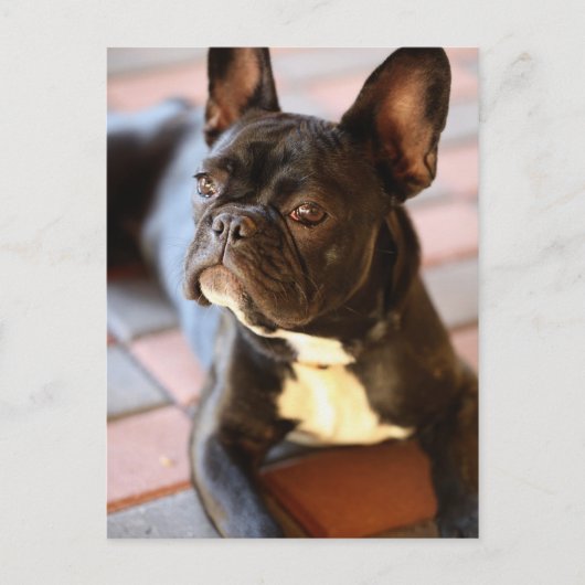 Französisch Bulldog Briefkaart (Voorkant)