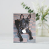 Französisch Bulldog Briefkaart (Staand voorkant)