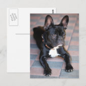 Französisch Bulldog Briefkaart (Voorkant / Achterkant)
