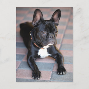 Französisch Bulldog Briefkaart