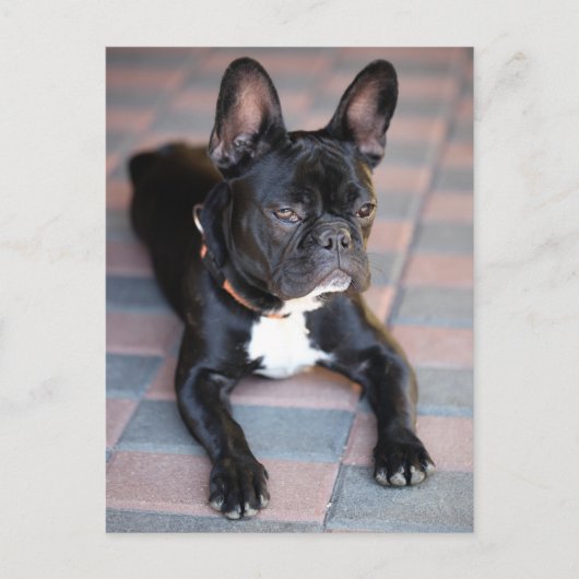 Französisch Bulldog Briefkaart (Voorkant)