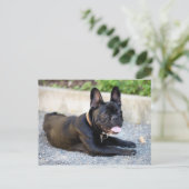 Französisch Bulldog Briefkaart (Staand voorkant)