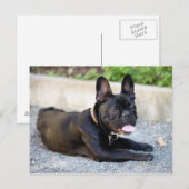 Französisch Bulldog Briefkaart (Voorkant / Achterkant)