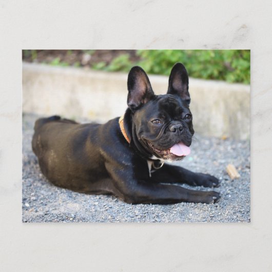 Französisch Bulldog Briefkaart (Voorkant)