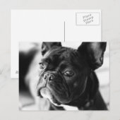 Französisch Bulldog Briefkaart (Voorkant / Achterkant)