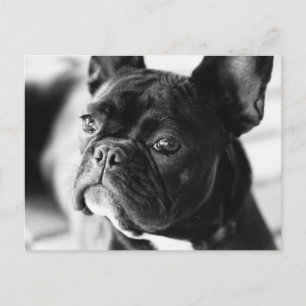 Französisch Bulldog Briefkaart
