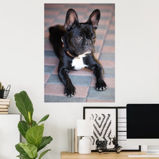 Französisch Bulldog Poster (Thuiskantoor)