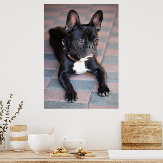Französisch Bulldog Poster (Keuken)