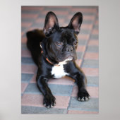 Französisch Bulldog Poster (Voorkant)