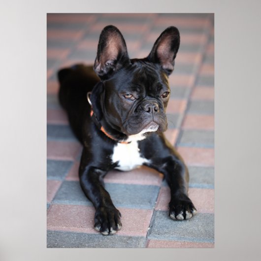Französisch Bulldog Poster (Voorkant)
