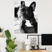 Französisch Bulldog Poster