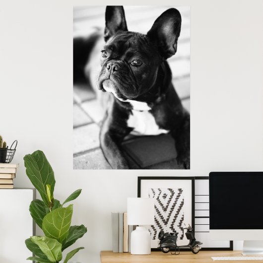 Französisch Bulldog Poster (Thuiskantoor)
