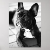 Französisch Bulldog Poster (Voorkant)