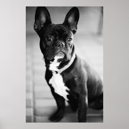 Französisch Bulldog Poster (Voorkant)