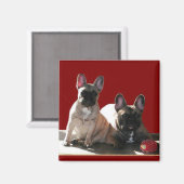 Französische Buldoggen Flo und Fips Magneet (Voorkant / Achterkant)