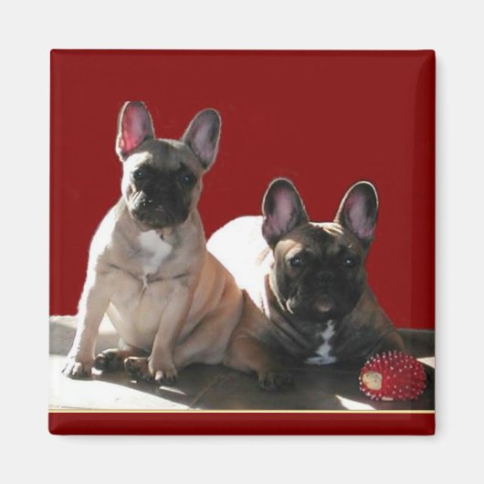 Französische Buldoggen Flo und Fips Magneet (Voorkant)