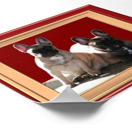 Französische Buldoggen Poster (Hoek)