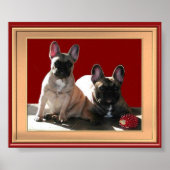 Französische Buldoggen Poster (Voorkant)