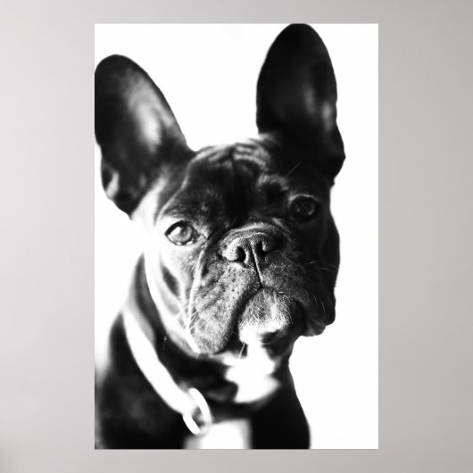 französische Bulldogg Poster (Voorkant)