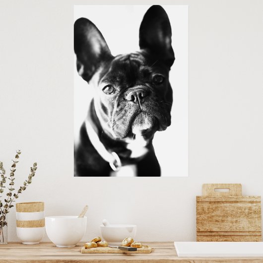 französische Bulldogg Poster (Keuken)