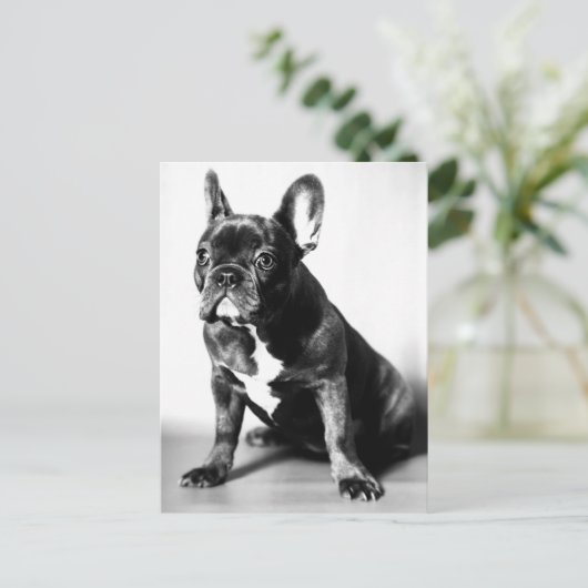 Französische Bulldogge Briefkaart (Staand voorkant)