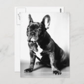 Französische Bulldogge Briefkaart (Voorkant / Achterkant)
