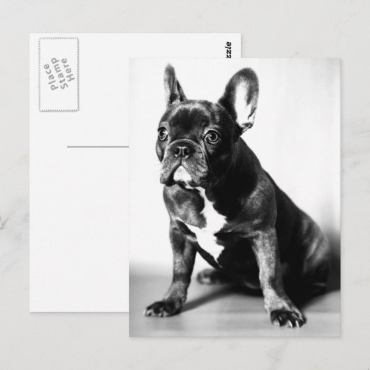 Französische Bulldogge Briefkaart (Voorkant / Achterkant)