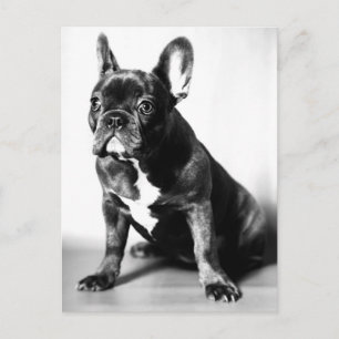 Französische Bulldogge Briefkaart