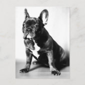 Französische Bulldogge Briefkaart (Voorkant)