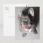Französische Bulldogge Briefkaart (Voorkant / Achterkant)