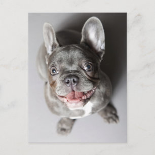 Französische Bulldogge Briefkaart