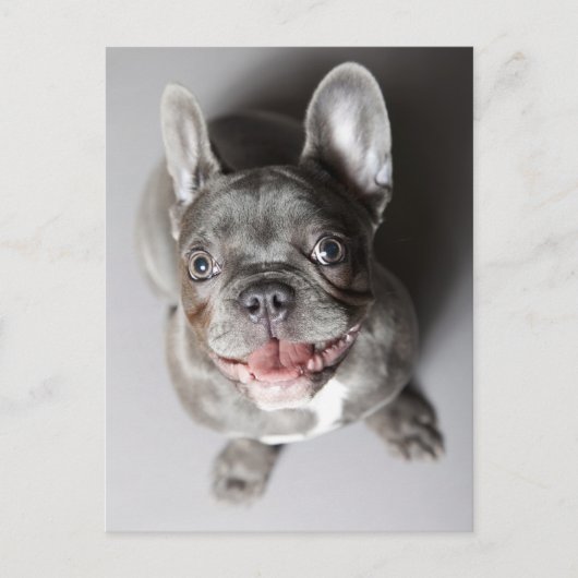 Französische Bulldogge Briefkaart (Voorkant)
