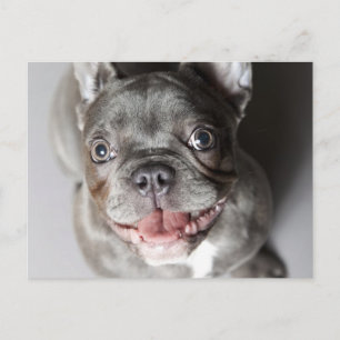 Französische Bulldogge Briefkaart