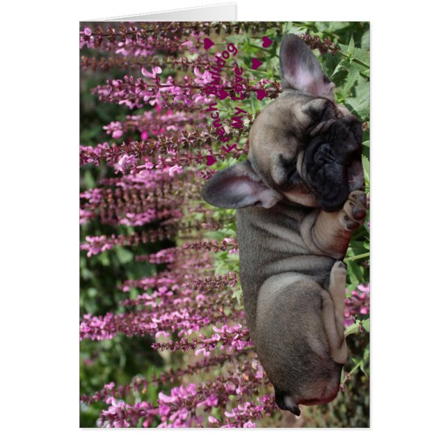 Französische Bulldogge Grußkarten (Voorkant)
