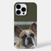 Französische Bulldogge  iPhone Hoesje (Achterkant)