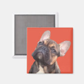 Französische Bulldogge Magnet (Voorkant / Achterkant)