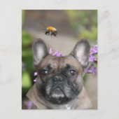 Französische Bulldogge mit Biene French Bulldog Briefkaart (Voorkant)