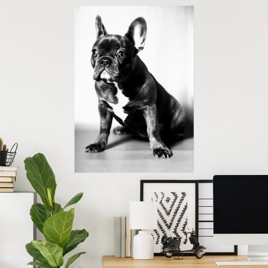 Französische Bulldogge Poster (Thuiskantoor)