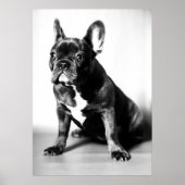 Französische Bulldogge Poster (Voorkant)