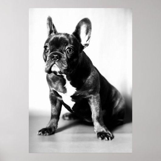 Französische Bulldogge Poster (Voorkant)